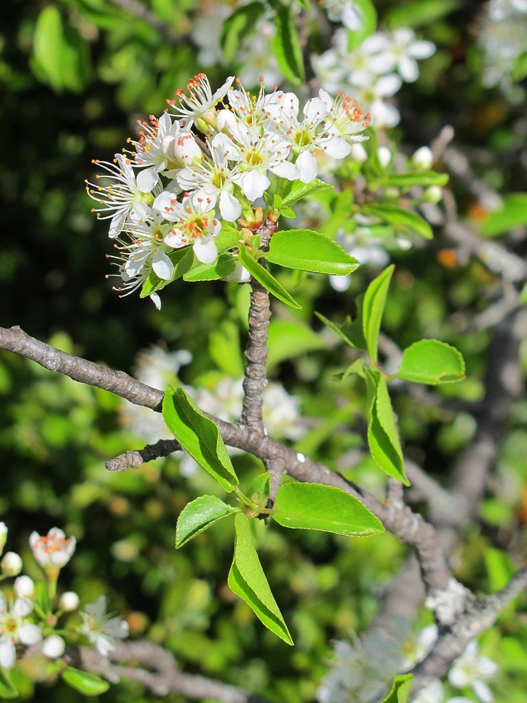 Prunus mahaleb